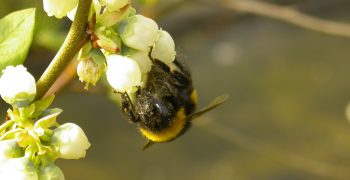 Hive types and timing crucial to optimise blueberry yields