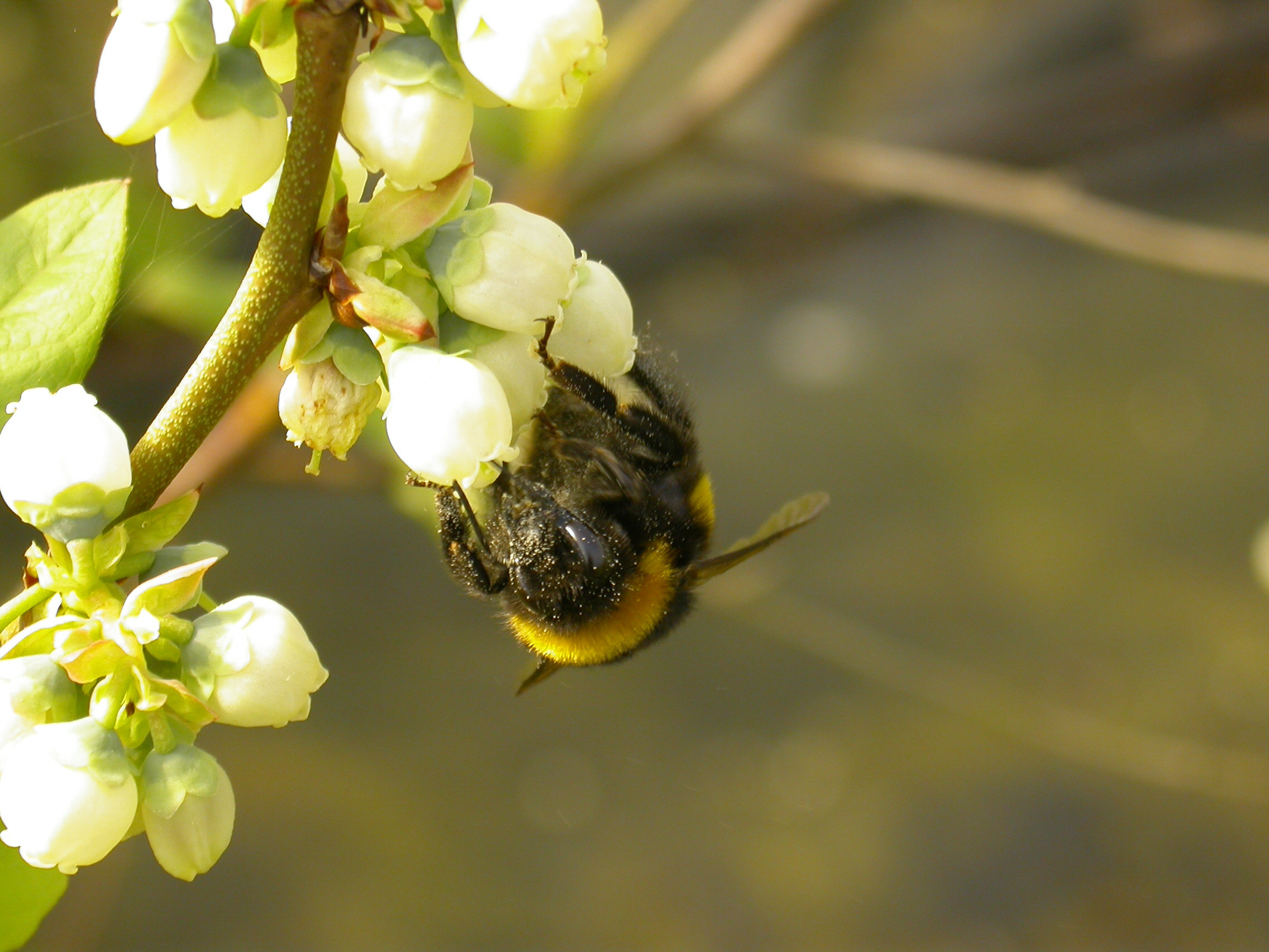 Hive types and timing crucial to optimise blueberry yields