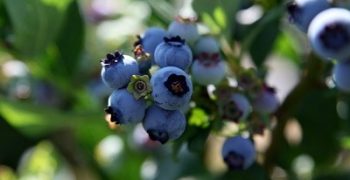 Relentless growth of UK berry sector