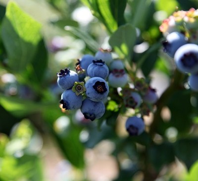 Relentless growth of UK berry sector