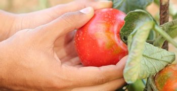 Bulgaria’s organic farming contracts despite growth in consumer demand 