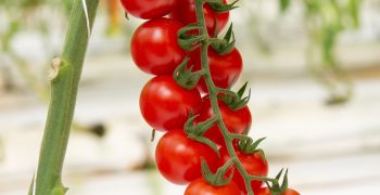 Durillo: Bright red colour and excellent firmness for the Top Seeds International cherry tomato