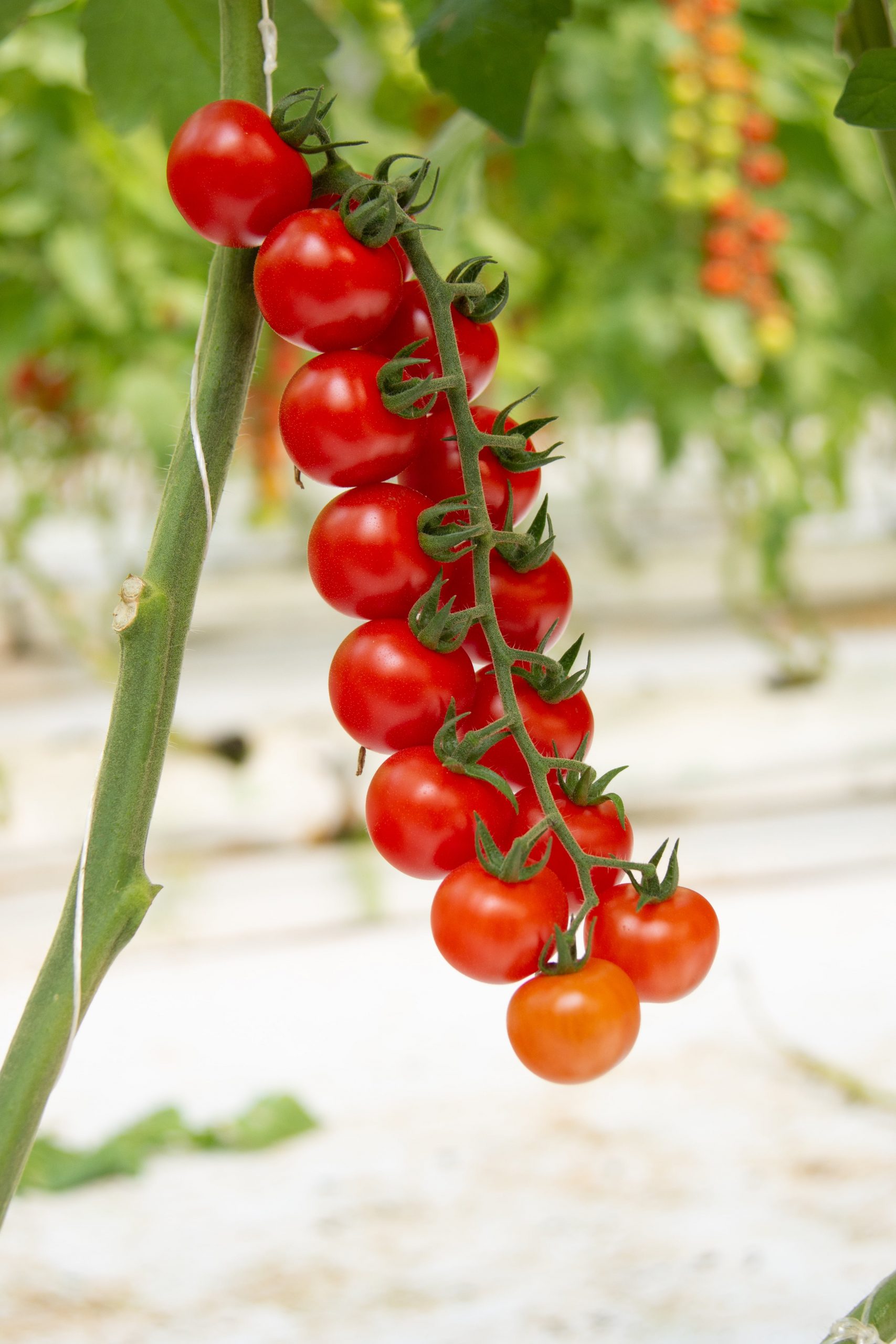 Durillo: Bright red colour and excellent firmness for the Top Seeds International cherry tomato