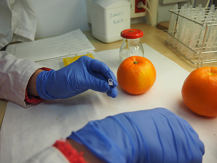 Gocitrus webinar reveals potential of markers for varietal identification of citrus © Gocitrus