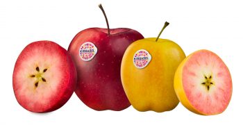 Demand for Kissabel® Apples continues to outstrip supply