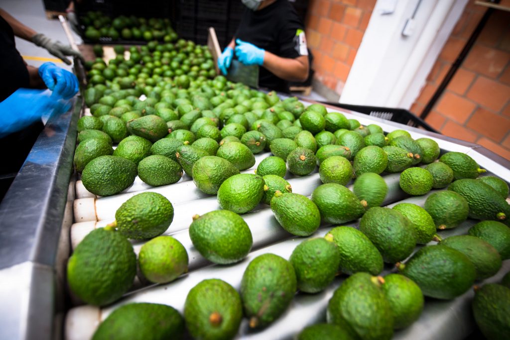 South Korea gives green light to imports of Colombian avocado 