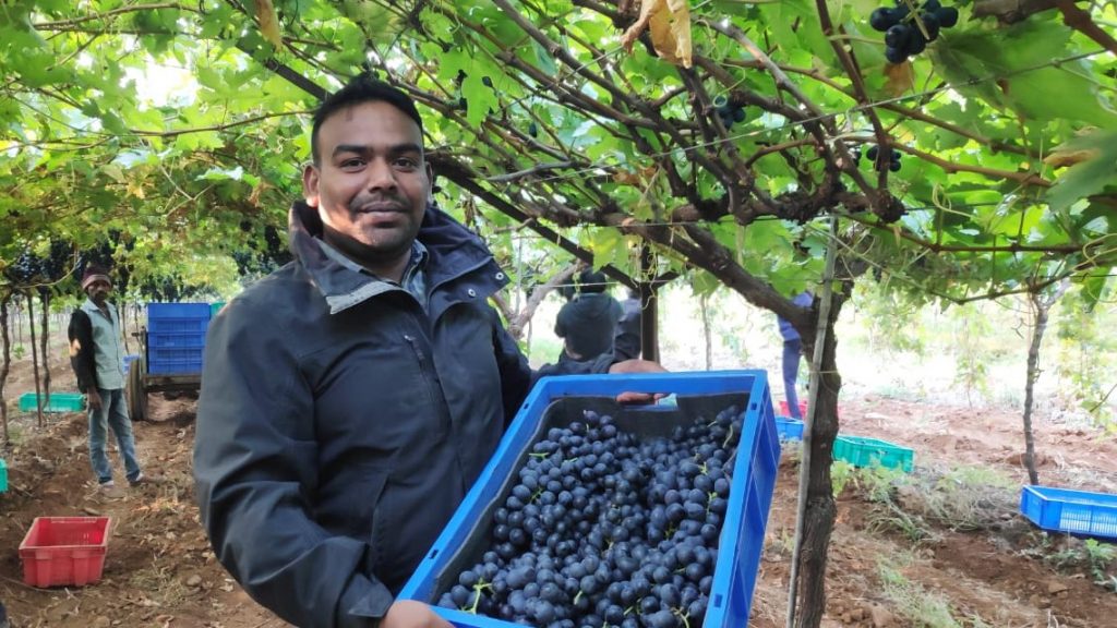 India’s grape exports to the EU fall 18%  