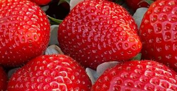 Parthenope® strawberry from CIV, a winning choice in the Southern Italian areas of the provinces of Caserta and Naples
