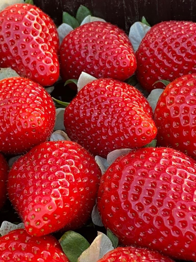 Parthenope® strawberry from CIV, a winning choice in the Southern Italian areas of the provinces of Caserta and Naples