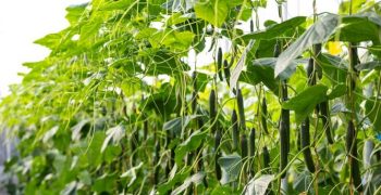 Sedal F1 * raises the standard for quality and plant health in late cucumber