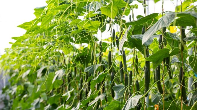 Sedal F1 * raises the standard for quality and plant health in late cucumber