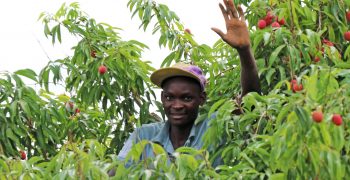 Westfalia’s Mozambican litchi programme brings the sweet taste of success