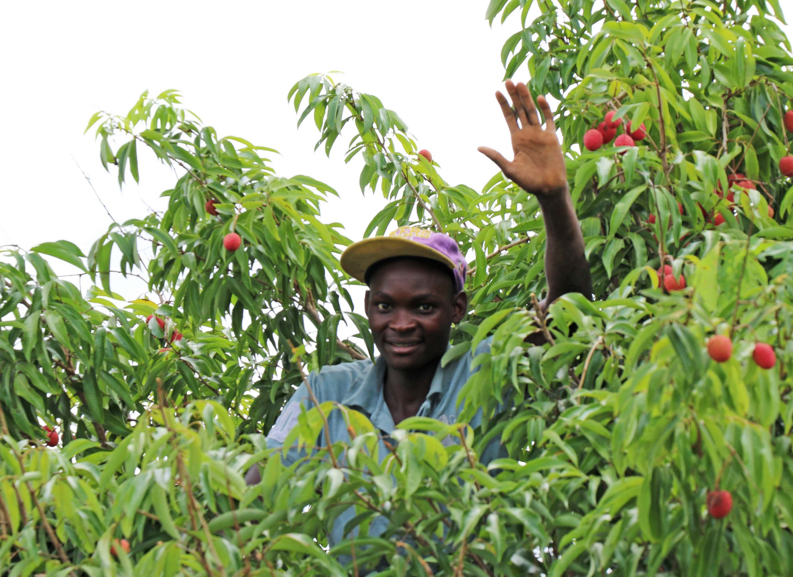  Westfalia’s Mozambican litchi programme brings the sweet taste of success