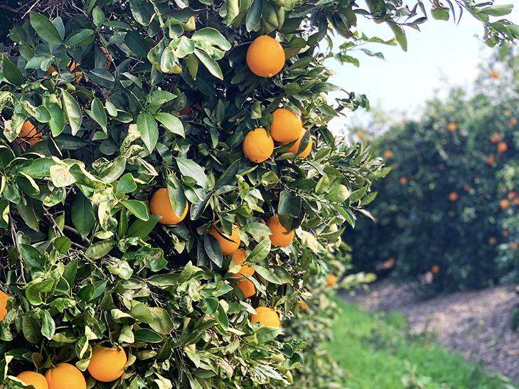 Another record year for South Africa’s citrus exports 