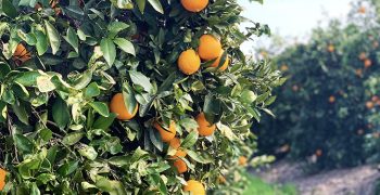 Inexorable rise of South African orange production