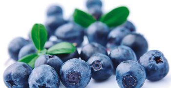 Impressive growth of Peru’s organic blueberries