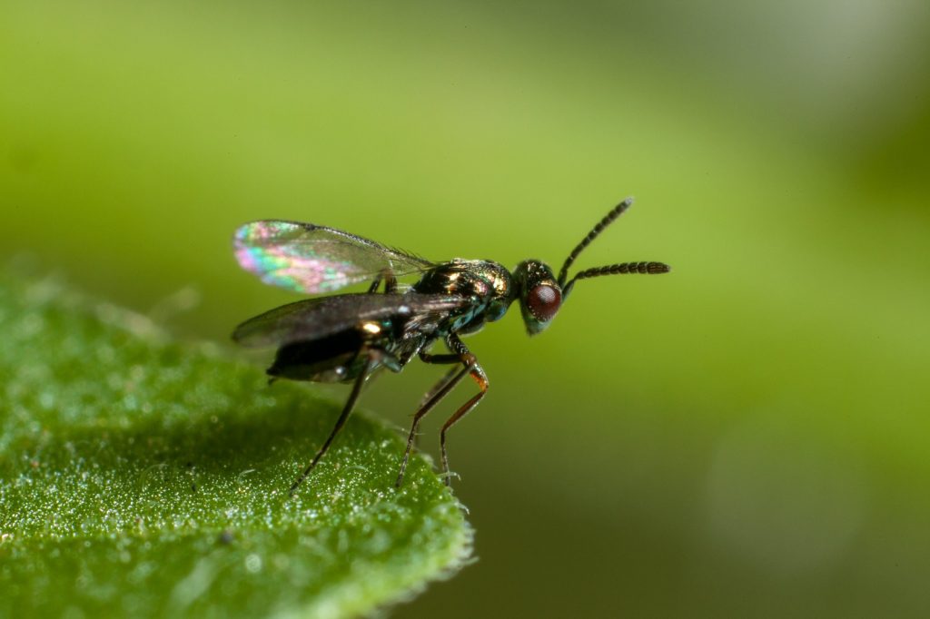 Digline, a leaf miner parasitoid highly indicated in spring crops