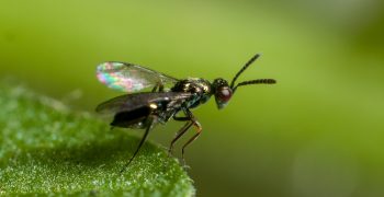 Digline, a leaf miner parasitoid highly indicated in spring crops