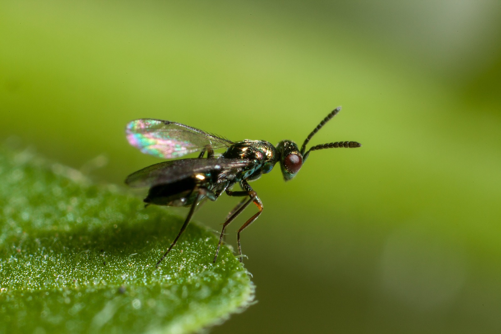 Digline, a leaf miner parasitoid highly indicated in spring crops