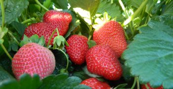 Strawberry prices stop falling at last
