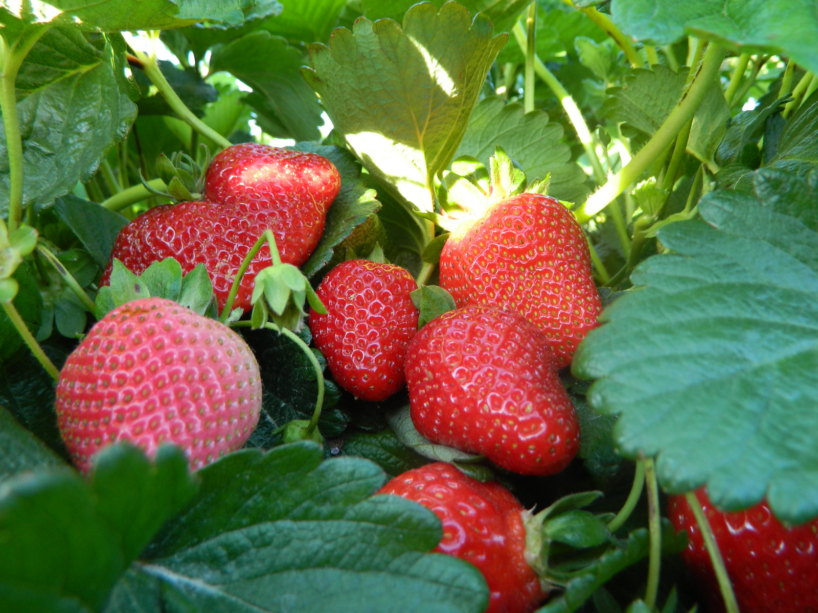 Strawberry prices stop falling at last