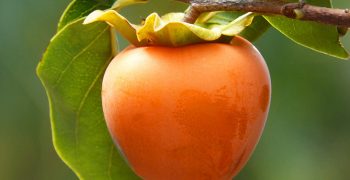 Kiwis grow increasingly fond of persimmon