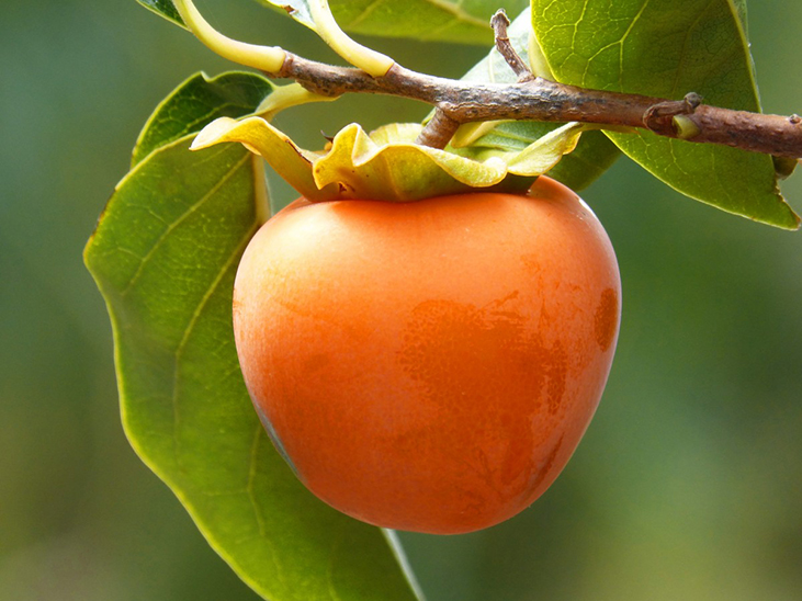 New Zealanders grow increasingly fond of persimmon © PxHere