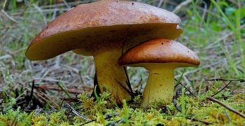 Russia’s mushroom production increased by 80.2% in 2020