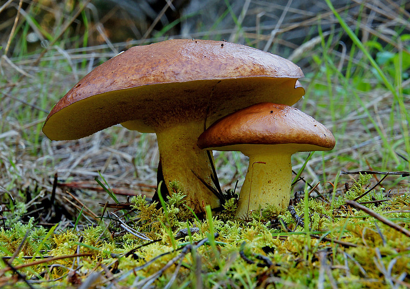 Russia’s mushroom production increased by 80.2% in 2020 - Source: Flickr