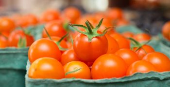 Mini symposium on tomato quality on Thursday 15 April