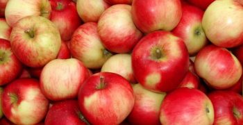 8% fall in New Zealand apple crop