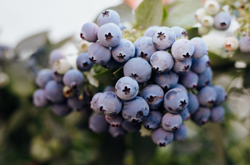 Blueberries