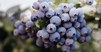 Delayed start to European berry campaign but “fair” prices