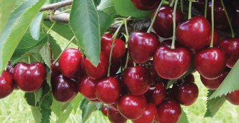 Tasmania’s cherry exports boosted by Covid-19