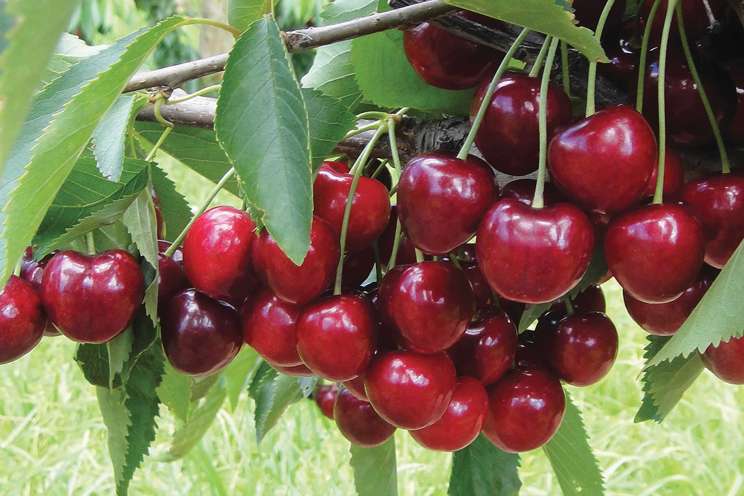 Tasmania’s cherry exports boosted by Covid-19