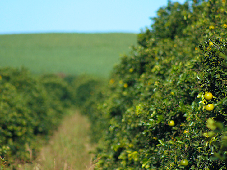 EU ends ban on Argentine citrus imports © Plantaciones de Limon