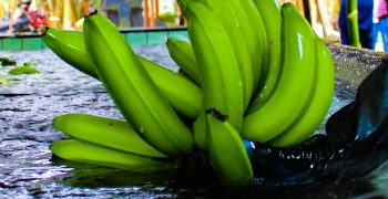 Ecuadorian banana producer association proposes halting production