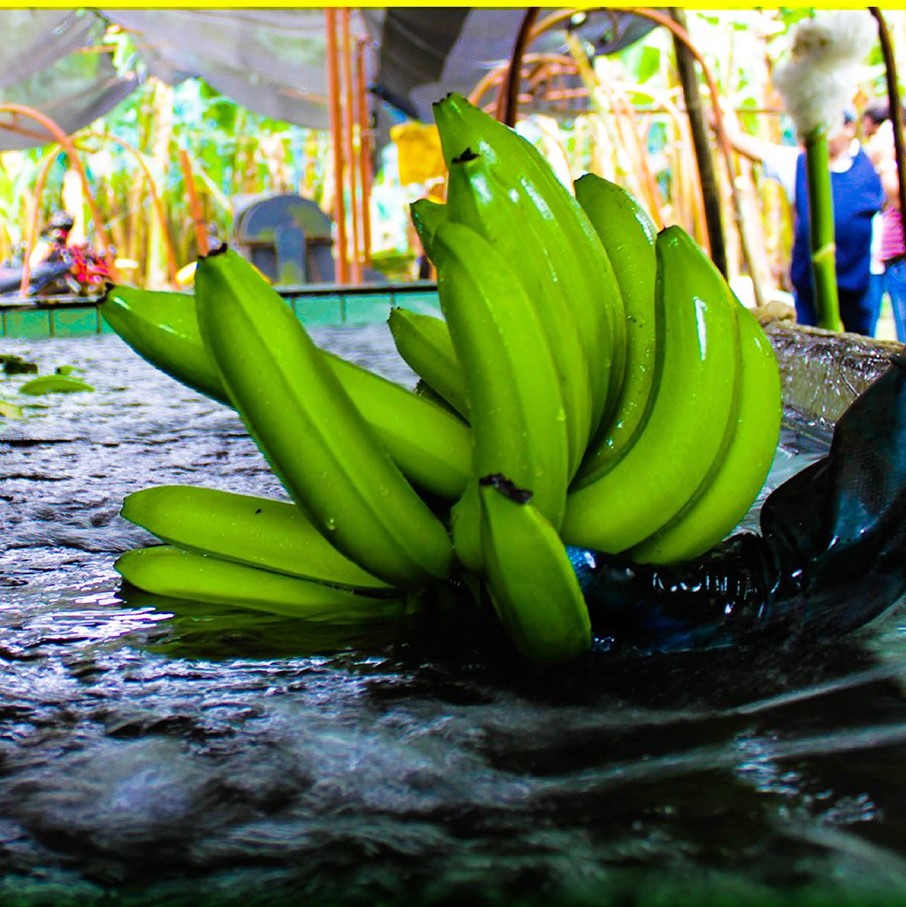 Ecuadorian banana producer association proposes halting production