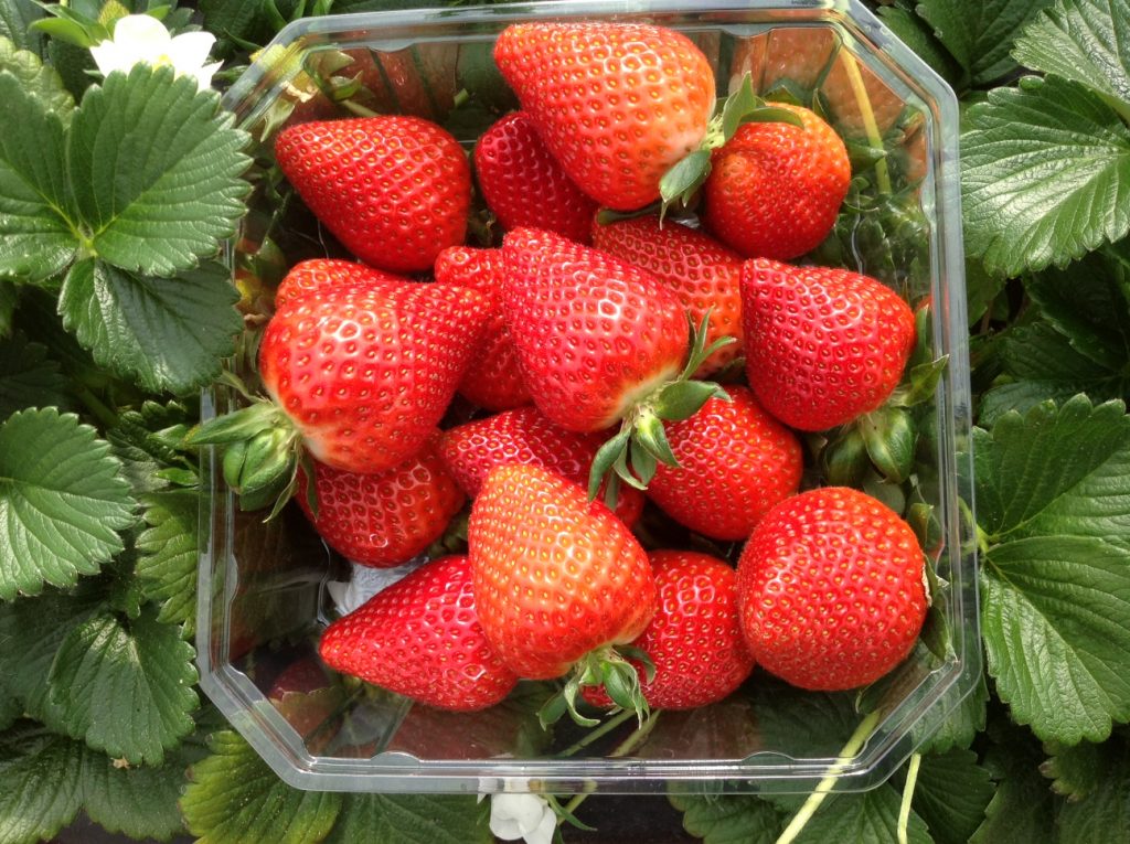 El Pinar and Plant Sciences revolutionise strawberry market with Victory