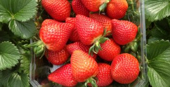 El Pinar and Plant Sciences revolutionise strawberry market with Victory