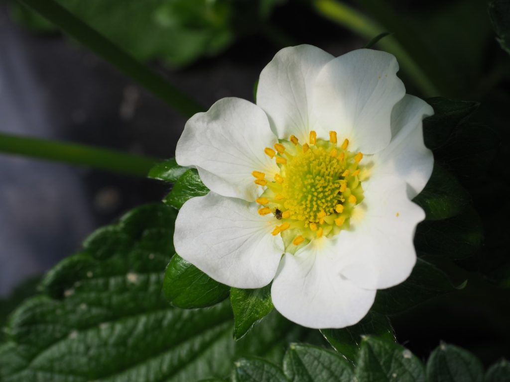 Orius-System tackles adult thrips in strawberry
