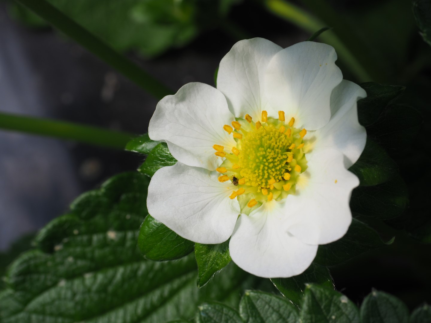 Orius-System tackles adult thrips in strawberry