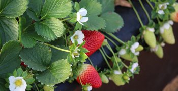 Spain’s strawberry exports grew by 10% in 2021