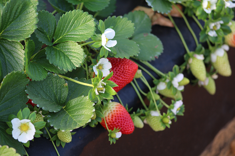 Spanish berries. © Freshuelva