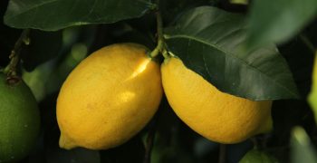 Mexican lemon sector threatened by strikes and fires 