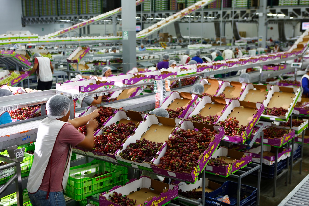 17% rise in Peru’s grape exports