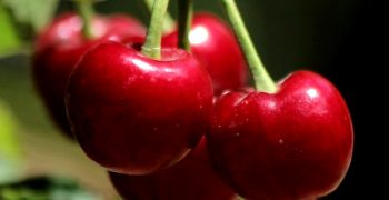 Chilean cherry shipments to China surge 