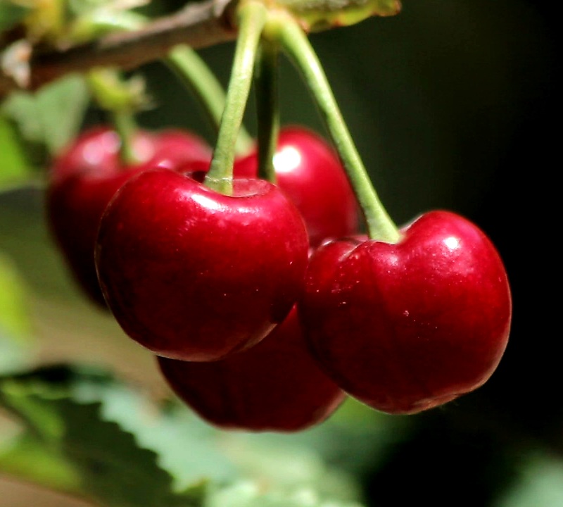 Chilean cherry shipments to China surge 