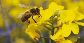 EU court upholds ban on insecticides
