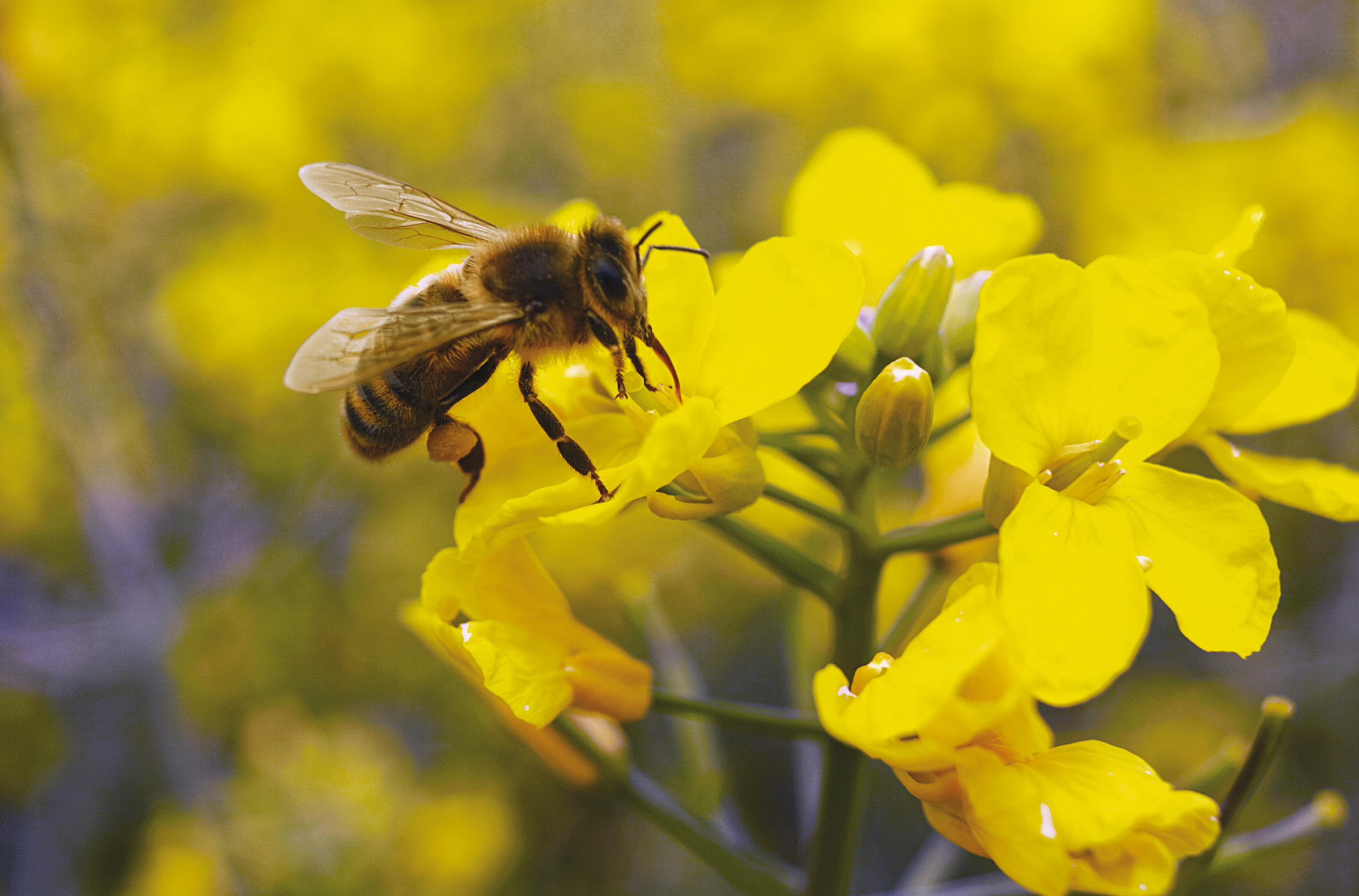 EU court upholds ban on insecticides